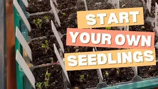 Seed Starting Brassicas - Grow Your Own Garden Broccoli and Cabbage for a Huge Harvest!
