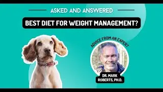 What is the best diet for overweight dogs?