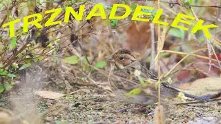 TRZNADELEK na Pomorzu Zachodnim