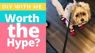 Dog&rsquo;s First Time Wearing Spark Paws Rain Boots 🐾