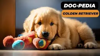 Golden retriever dog breed information dog-pedia