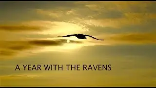 A Year With The Ravens