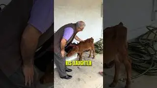They Adopted A Pet Cow