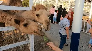 جوله في حديقة الحيوانات السليمانيه جافي لاند Sulaymaniyah Zoo