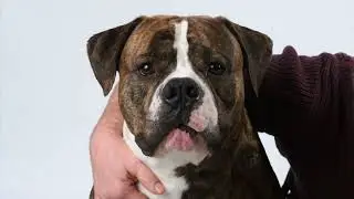 O.S.C.A.R. Foundation Intro