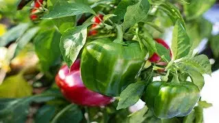 ⟹ Yolo Wonder Pepper | Capsicum annuum | Pod Review