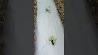 10day Watermelon growth #farming #watermelon #drip #agriculture #farmer #villagelife #viralvideo