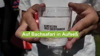 Auf Bachsafari in Aufseß