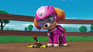 Paw Patrol Skye Tribute ~ I Ain’t Worried
