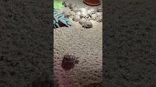 B&eacute;b&eacute; tortue