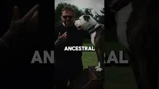 Одна из самых больших ошибок в дрессировке щенков в подростковом возрасте