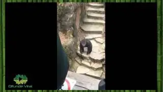 mono gracioso