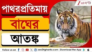 Patharpratima Tiger: পাথরপ্রতিমায় বাঘের আতঙ্ক, বাঘ ধরতে পাতা হল খাঁচা | Zee 24 Ghanta