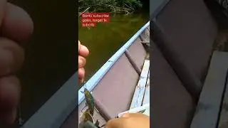 POV strike sebarau curut,bantu subscribe gaiss #roadto1ksubscribe #fishing #sebarau