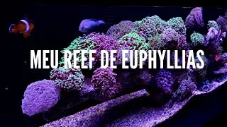 Reef 340 litros | Aquário Marinho | Euphyllias  | Hammer | Frog | Torch