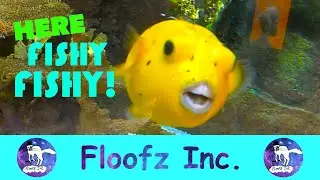 Funny Fish!
