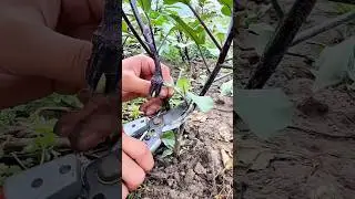 Pruning eggplant side branches: Boosts growth, improves ventilation, and increases yield