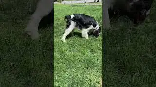Summer Activity For Dogs&mdash;Bubble Machine