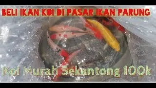 Beli ikan Koi Murah!!!! Dipasar Ikan Parung #pasarikan #pasarikanparung #koi #koimurah #fishkoi