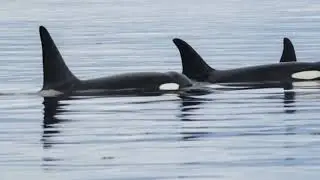 Orcas from J Pod vocalizing in the Strait of Juan De Fuca **Audio Only**
