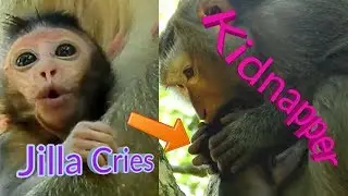 Monkey Kidnapper, Pity poor monkey Jilla Terrible, Ashley makes Baby monkey cry