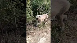 monkey videos viral monkey funny video bnader video vandro#shortvideo#viralvideo