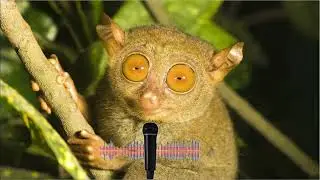 Philippine Tarsier Ultrasonic Sound