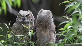2024 Tryon Creek Owl Fest Video Extras