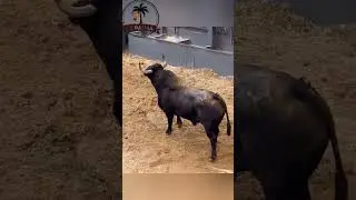 Guerreros por naturaleza