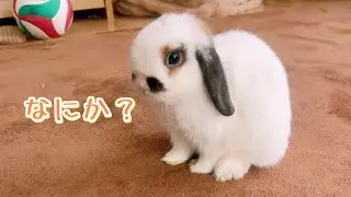 先住うさぎを召使い扱い!? はっちゃんの圧が強すぎる件#327
