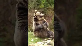 brown bears claws #bear #shorts #wildanimals