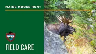 Moose Hunting: Field Care