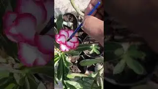Adenium Hand Pollination By Using of Brush.