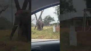 Elephant spotted in Bandipur Tiger reserve forest #forest #ghatroads #nice