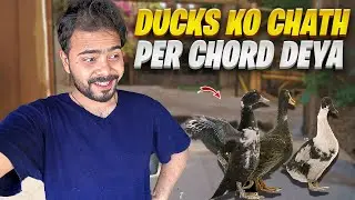 Ducks Ko Chath Per Chord Deya 