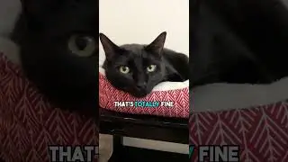 Drink water&hellip; or else😈 #cat #blackcat #leonthecatdad #darkhumour #hydration #darkhumor