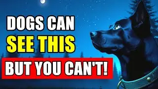 14 STRANGE Things ONLY Dogs Can See And Hear But You Can't!