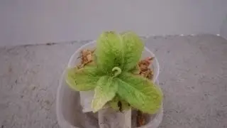Drosera Schizandra Planting and Root Cuttings