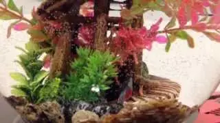 Biobubble Wonderbubble