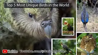 Top 5 Most Unique Birds in the World