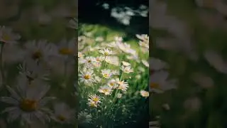 I Honour Who I&rsquo;ve Been | Gratitude & Self-Reflection Meditation
