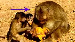 MG! Baby Monkey Delena Grabbing Mango From Mom Eating Together,So Hungry #How Monkey Cry