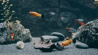Silent Underwater Fish Life | Calm Aquarium World Without Music or Noise