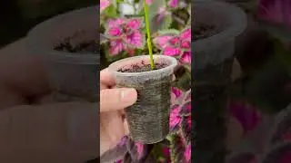 The Healing Stillness 🍀 Soft Nature Indoors