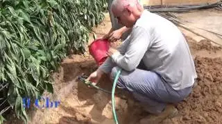 Pepper Roots
