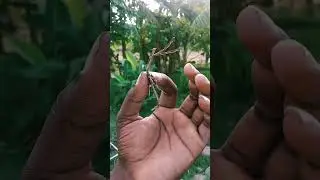 Very Rare Walking Stick ,Big stick Insect (Phasmida)