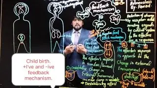 Feedback Mechanism.part A homeostasis. positive and negative feedback mechanism. child birth.