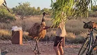 Up Close with Emus in Exmouth, WA, Australia