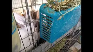 How to Make Cheap Rabbit Hay Feeders For $1.00