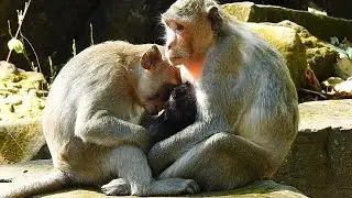 Jonna wants to shares mild Jazzy has divine state of mind charity, compassion, sympathy, equanimity